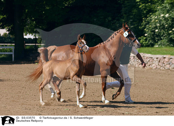 Deutsches Reitpony / SS-03570