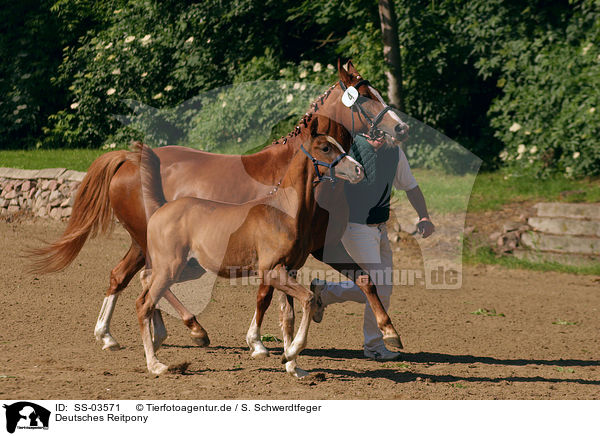 Deutsches Reitpony / German Riding Pony / SS-03571