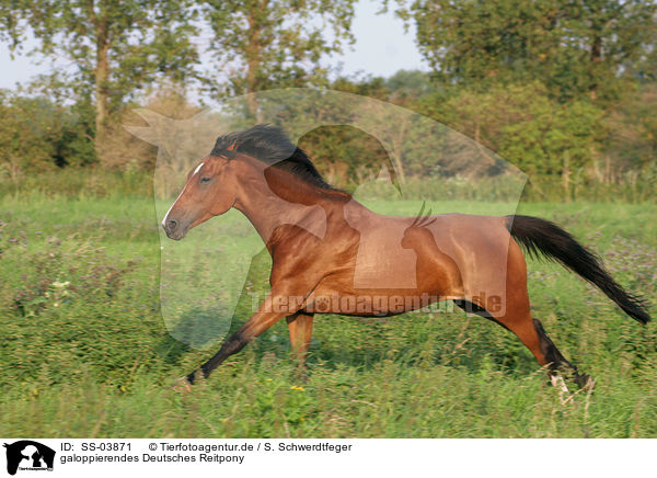 galoppierendes Deutsches Reitpony / SS-03871