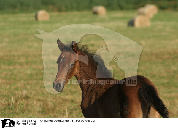 Fohlen Portrait / SS-03872