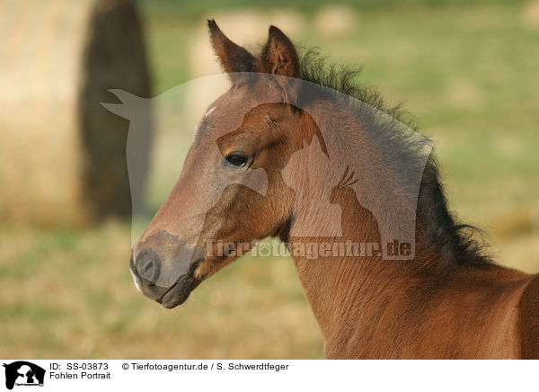 Fohlen Portrait / SS-03873