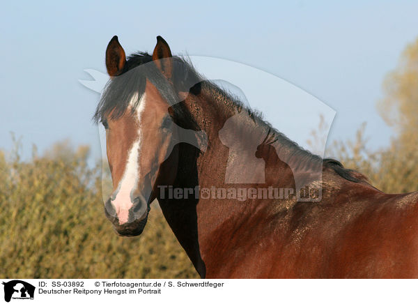 Deutscher Reitpony Hengst im Portrait / pony stallion portrait / SS-03892