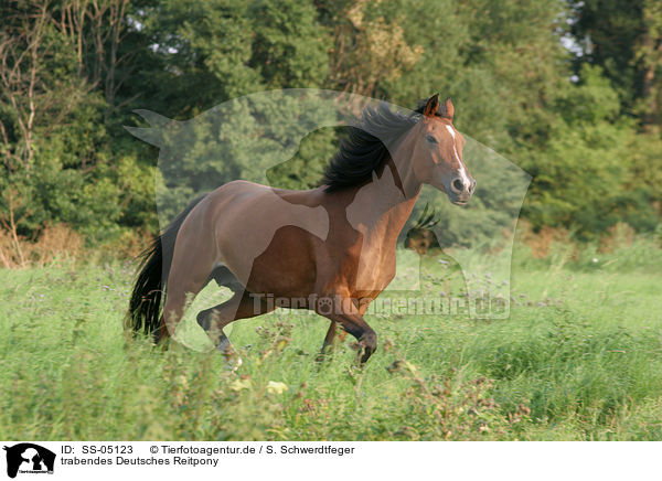 trabendes Deutsches Reitpony / trotting pony / SS-05123