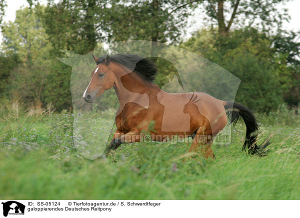 galoppierendes Deutsches Reitpony / running horse / SS-05124