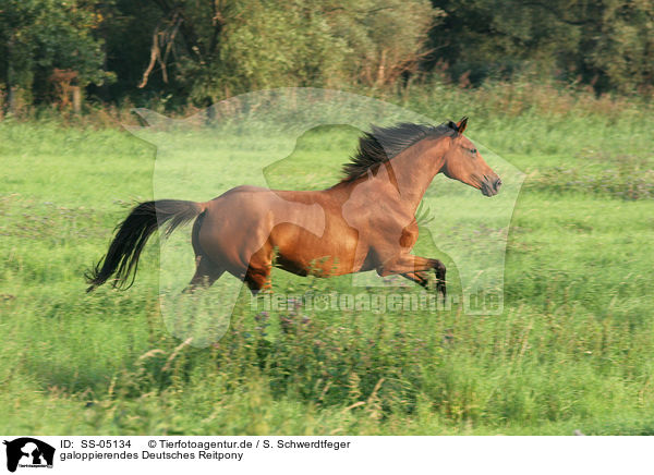 galoppierendes Deutsches Reitpony / running pony / SS-05134