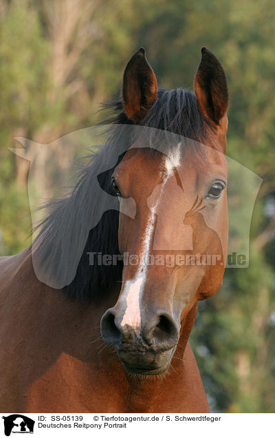 Deutsches Reitpony Portrait / pony portrait / SS-05139