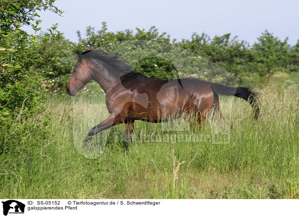 galoppierendes Pferd / running horse / SS-05152