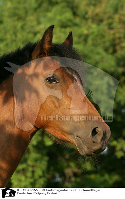 Deutsches Reitpony Portrait / horse portrait / SS-05155