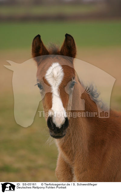 Deutsches Reitpony Fohlen Portrait / SS-05161