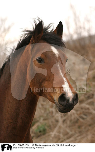 Deutsches Reitpony Portrait / Pony portrait / SS-05163