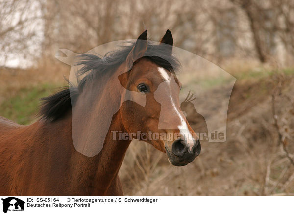 Deutsches Reitpony Portrait / Pony portrait / SS-05164