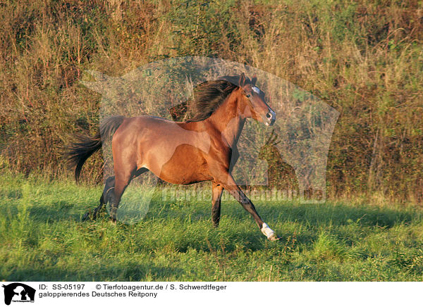 galoppierendes Deutsches Reitpony / running pony / SS-05197