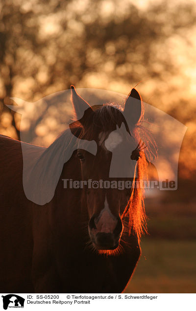 Deutsches Reitpony Portrait / pony portrait in sunset light / SS-05200