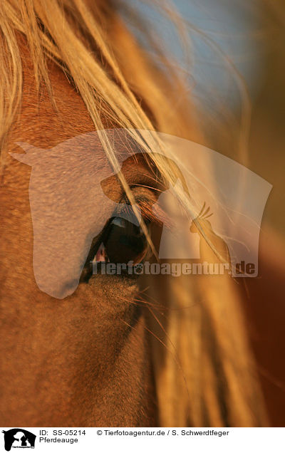 Pferdeauge / horse eye / SS-05214