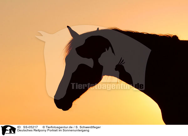 Deutsches Reitpony Portrait im Sonnenuntergang / pony portrait in sundown / SS-05217