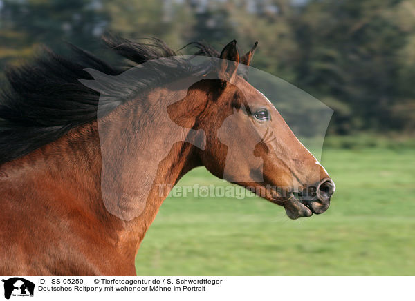 Deutsches Reitpony mit wehender Mhne im Portrait / pony with flying mane in portrait / SS-05250