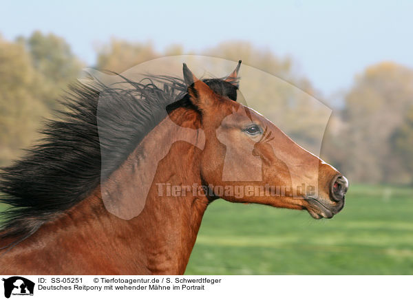 Deutsches Reitpony mit wehender Mhne im Portrait / pony with flying mane in portrait / SS-05251