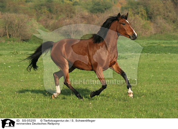 rennendes Deutsches Reitpony / running pony / SS-05255