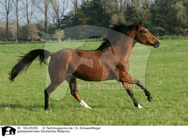 galoppierendes Deutsches Reitpony / running pony / SS-05256