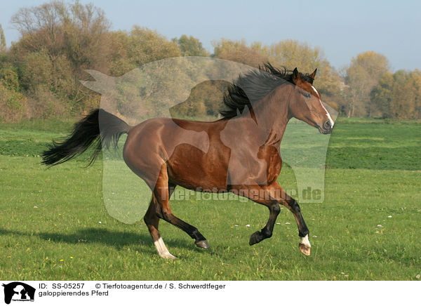 galoppierendes Pferd / running horse / SS-05257