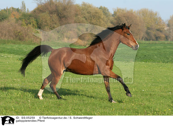 galoppierendes Pferd / SS-05259