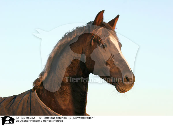 Deutscher Reitpony Hengst Portrait / pony stallion portrait / SS-05282