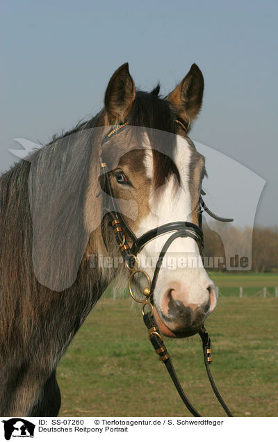 Deutsches Reitpony Portrait / horse portrait / SS-07260