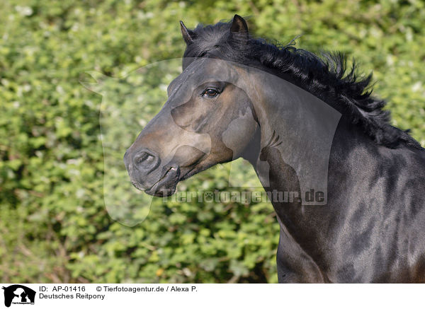 Deutsches Reitpony / Pony Portrait / AP-01416