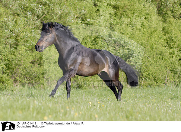 Deutsches Reitpony / Pony Portrait / AP-01418