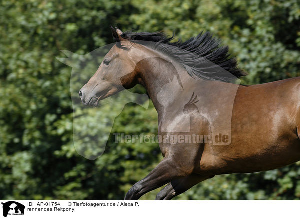 rennendes Reitpony / running horse / AP-01754