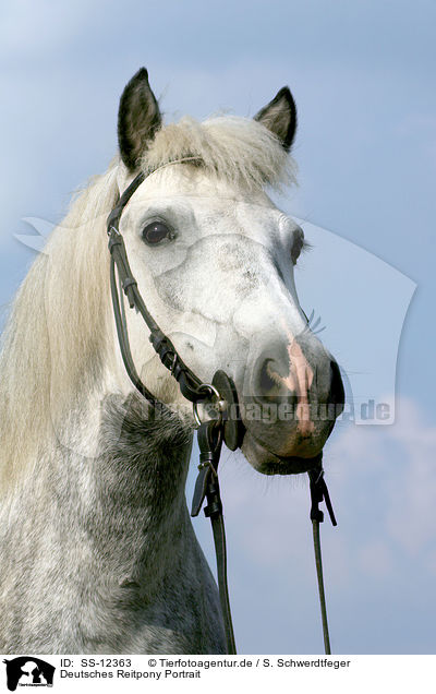 Deutsches Reitpony Portrait / SS-12363