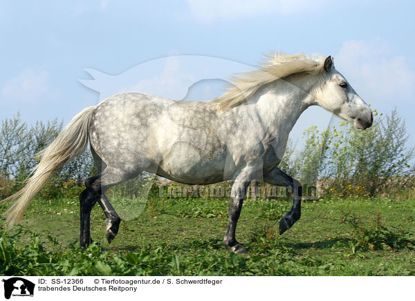 trabendes Deutsches Reitpony / SS-12366