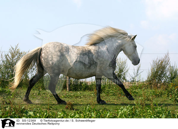 rennendes Deutsches Reitpony / SS-12369