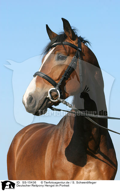 Deutscher Reitpony Hengst im Portrait / Pony stallion portrait / SS-15436