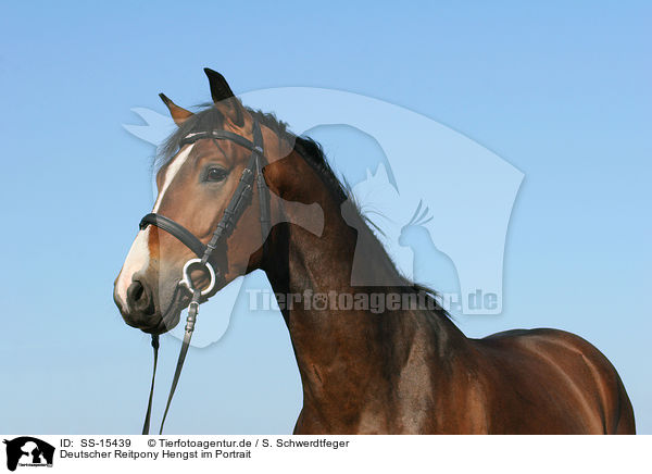 Deutscher Reitpony Hengst im Portrait / Pony stallion portrait / SS-15439