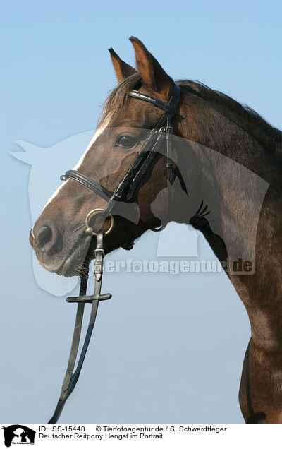 Deutscher Reitpony Hengst im Portrait / Pony stallion portrait / SS-15448