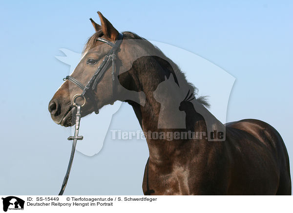 Deutscher Reitpony Hengst im Portrait / Pony stallion portrait / SS-15449
