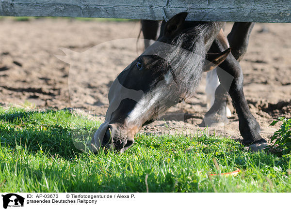 grasendes Deutsches Reitpony / grazing horse / AP-03673