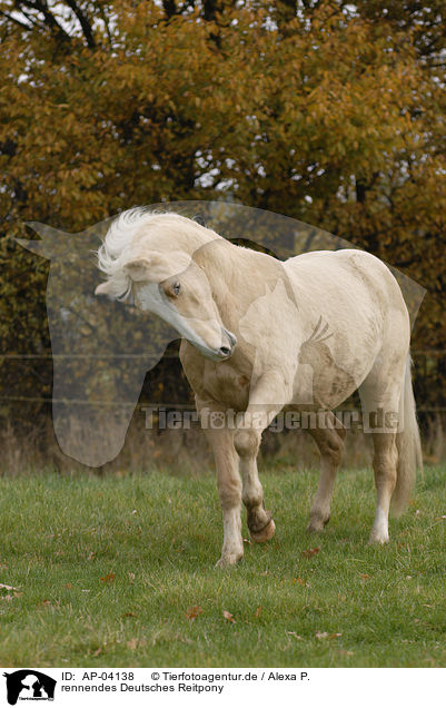 rennendes Deutsches Reitpony / running horse / AP-04138