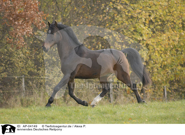 rennendes Deutsches Reitpony / running horse / AP-04149