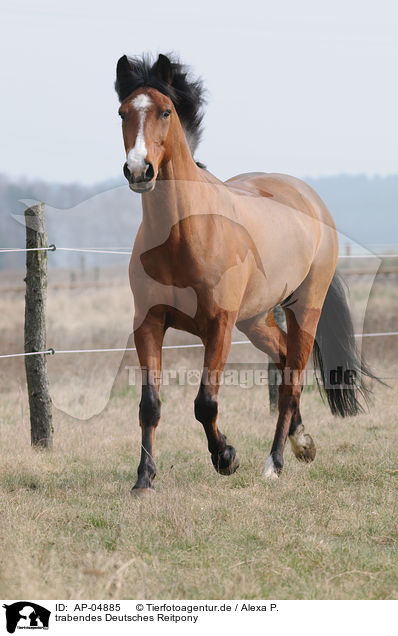 trabendes Deutsches Reitpony / trotting horse / AP-04885