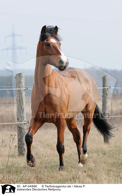 trabendes Deutsches Reitpony / trotting horse / AP-04886