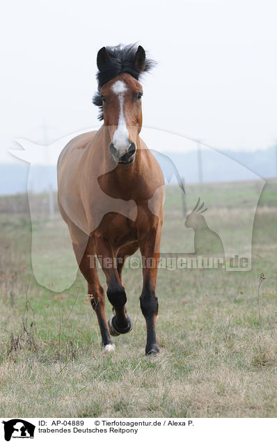 trabendes Deutsches Reitpony / trotting horse / AP-04889
