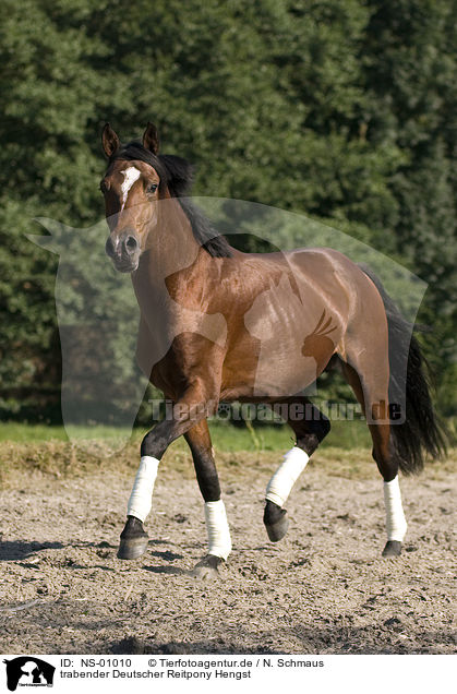 trabender Deutscher Reitpony Hengst / trotting pony stallion / NS-01010