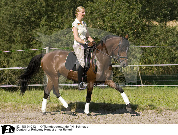 Deutscher Reitpony Hengst unter Reiterin / pony stallion under saddle / NS-01012