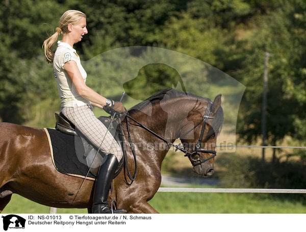 Deutscher Reitpony Hengst unter Reiterin / pony stallion under saddle / NS-01013