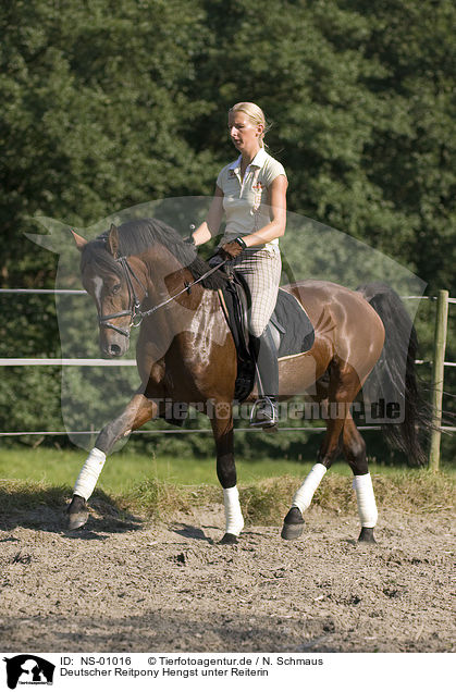 Deutscher Reitpony Hengst unter Reiterin / pony stallion under saddle / NS-01016