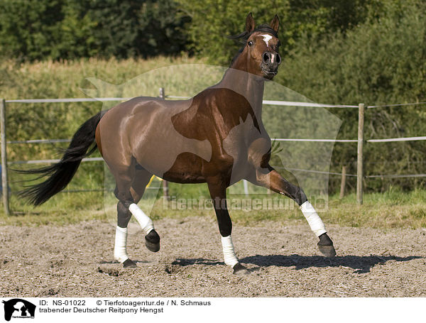 trabender Deutscher Reitpony Hengst / trotting pony stallion / NS-01022