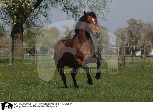 galoppierendes Deutsches Reitpony / galloping pony / TM-02042