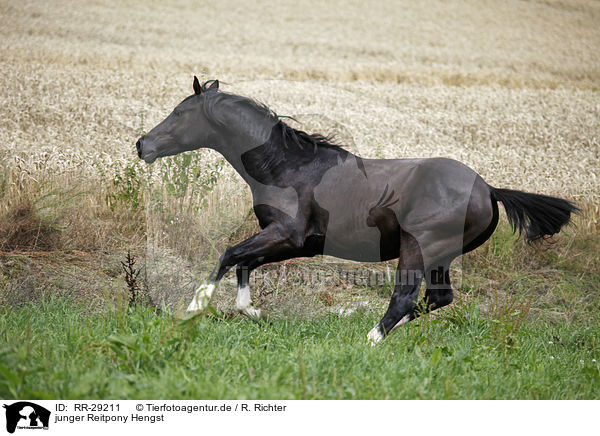 junger Reitpony Hengst / young stallion / RR-29211